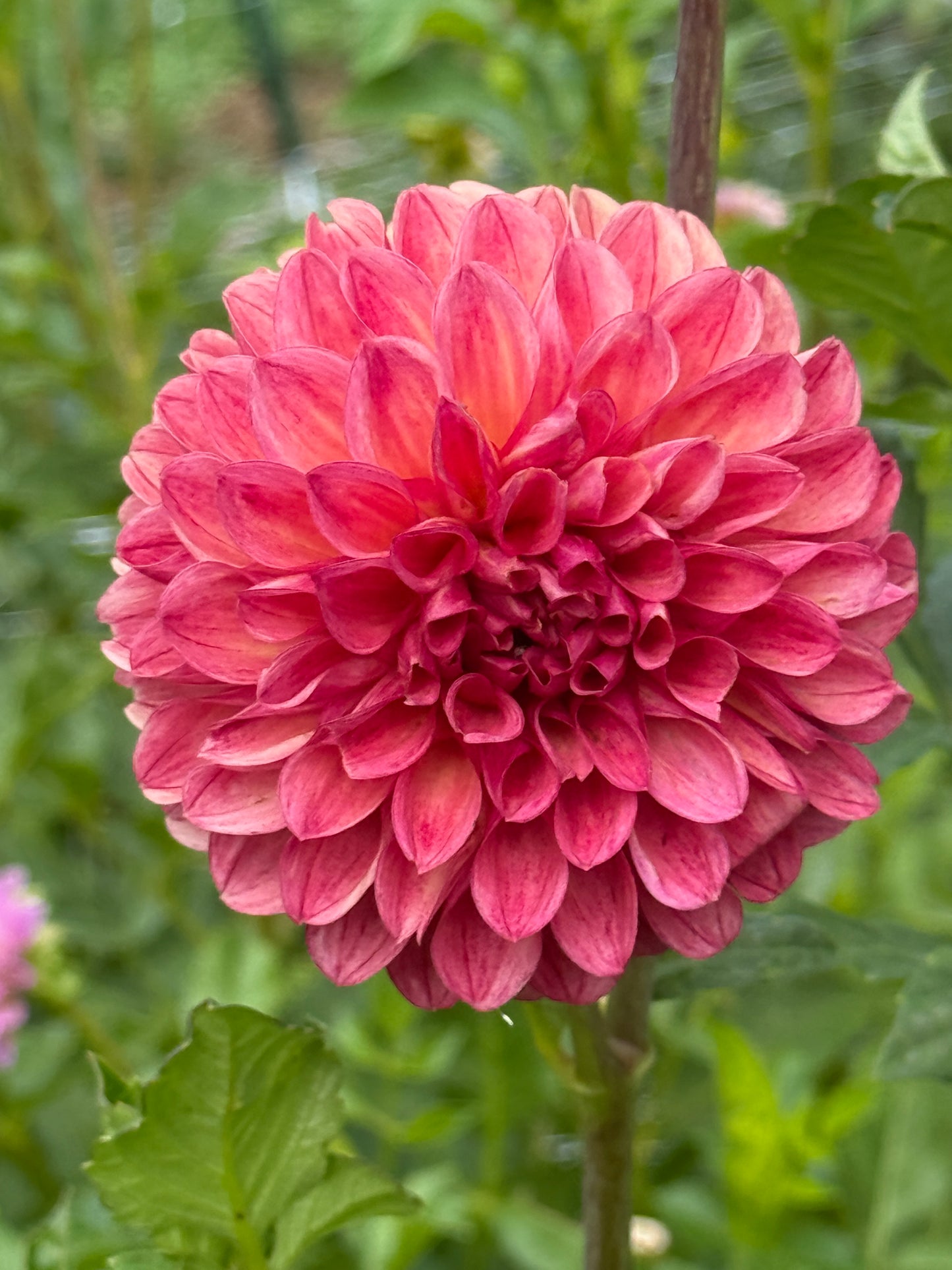CHIMACUM NADJAE