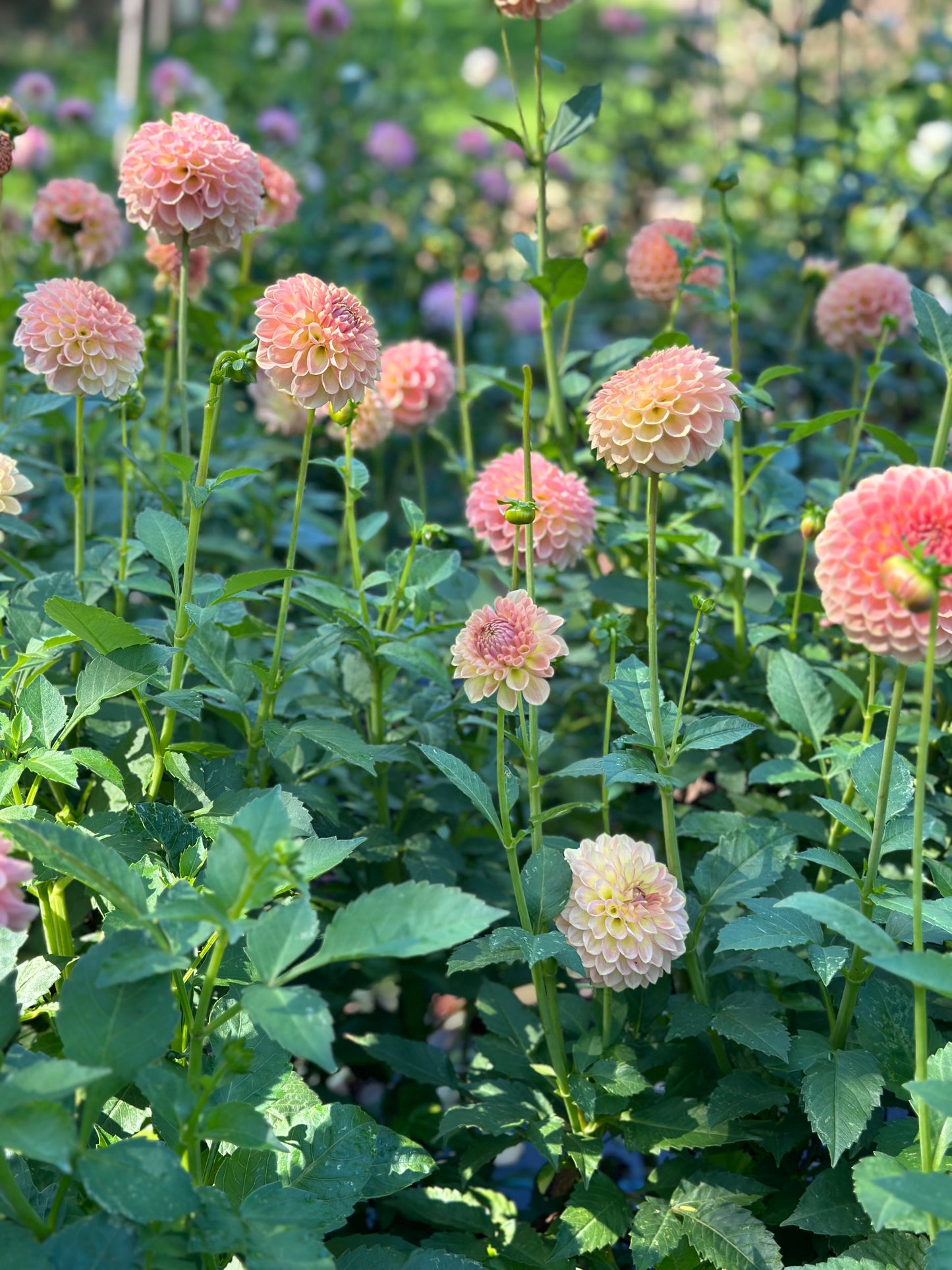 20th Ave Softer Peach