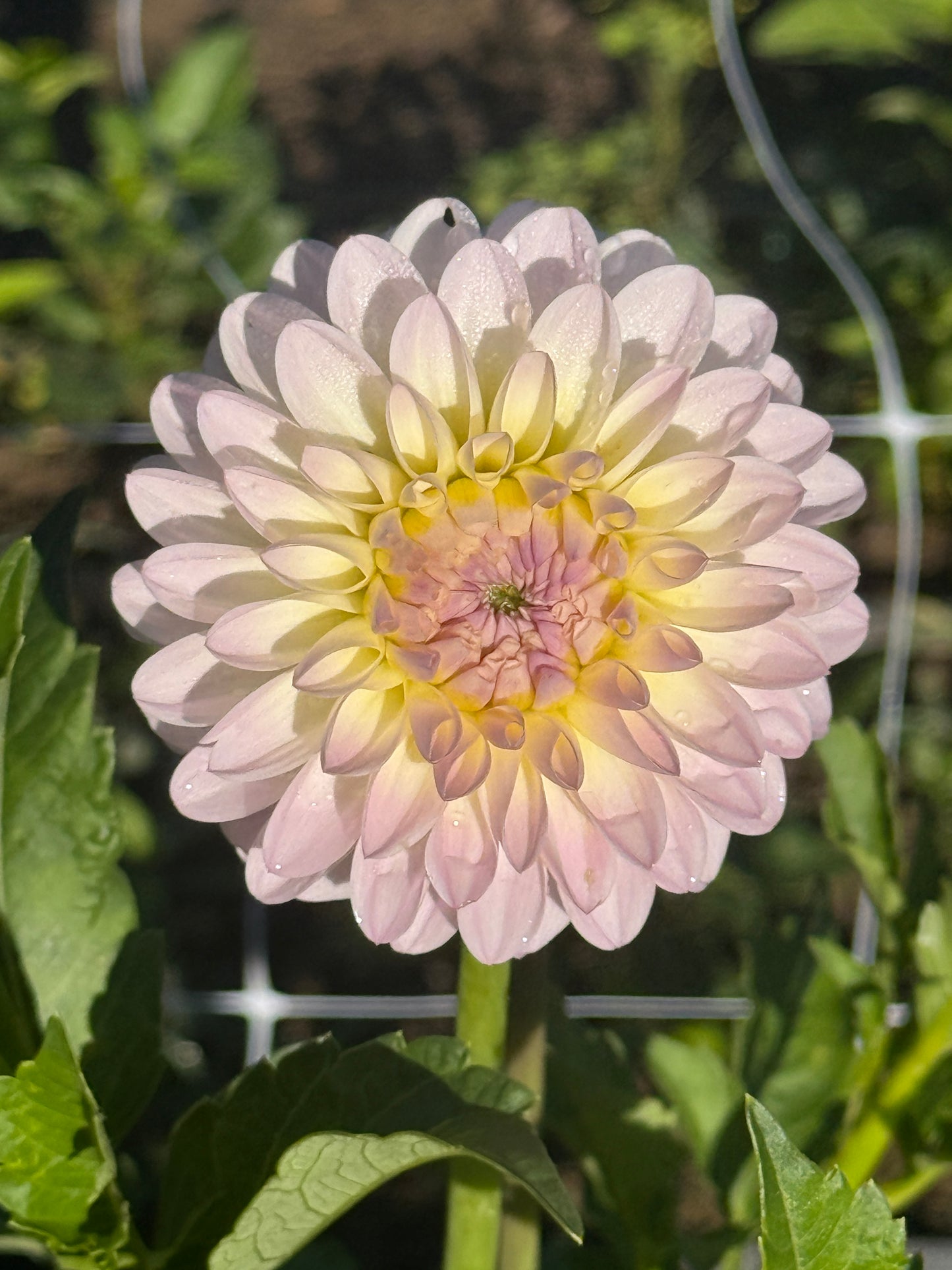 TAHOMA STELLAR FELLER