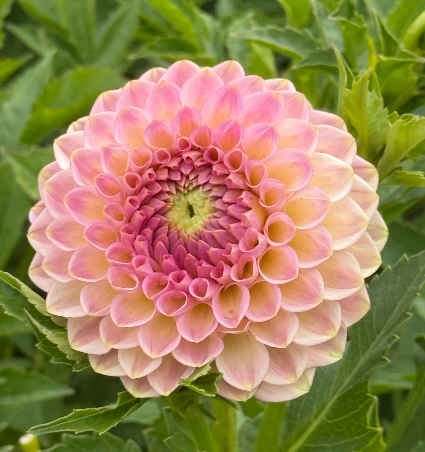 20TH AVE. SOFTER PEACH