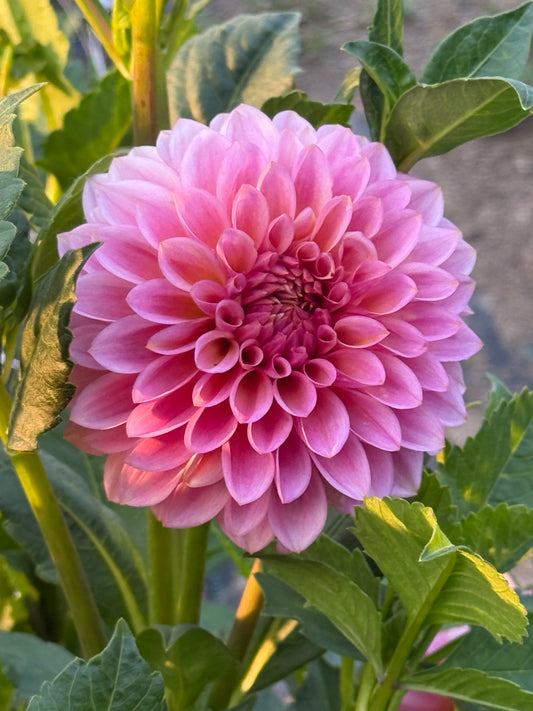 20TH AVE. PINK CLOUD