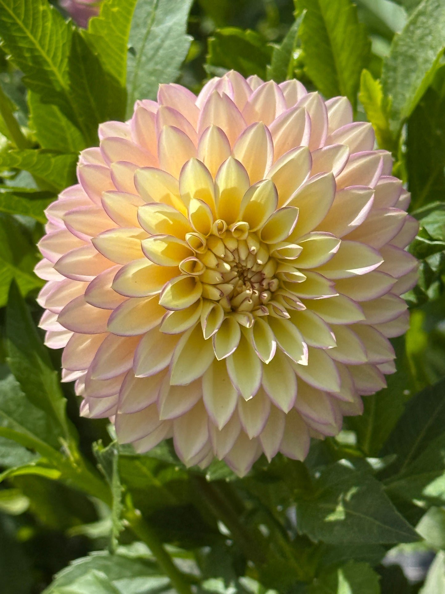 BLOOMQUIST BLUSH