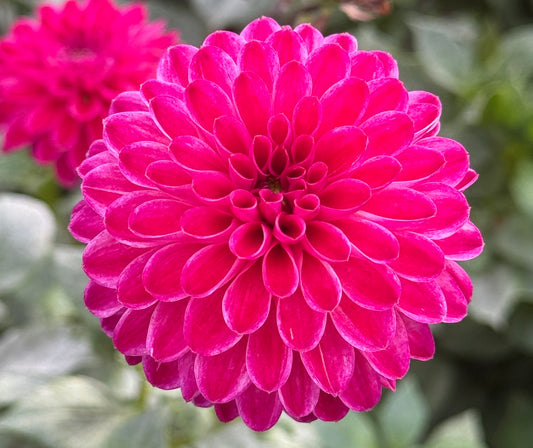 BLOOMQUIST SHOWTIME