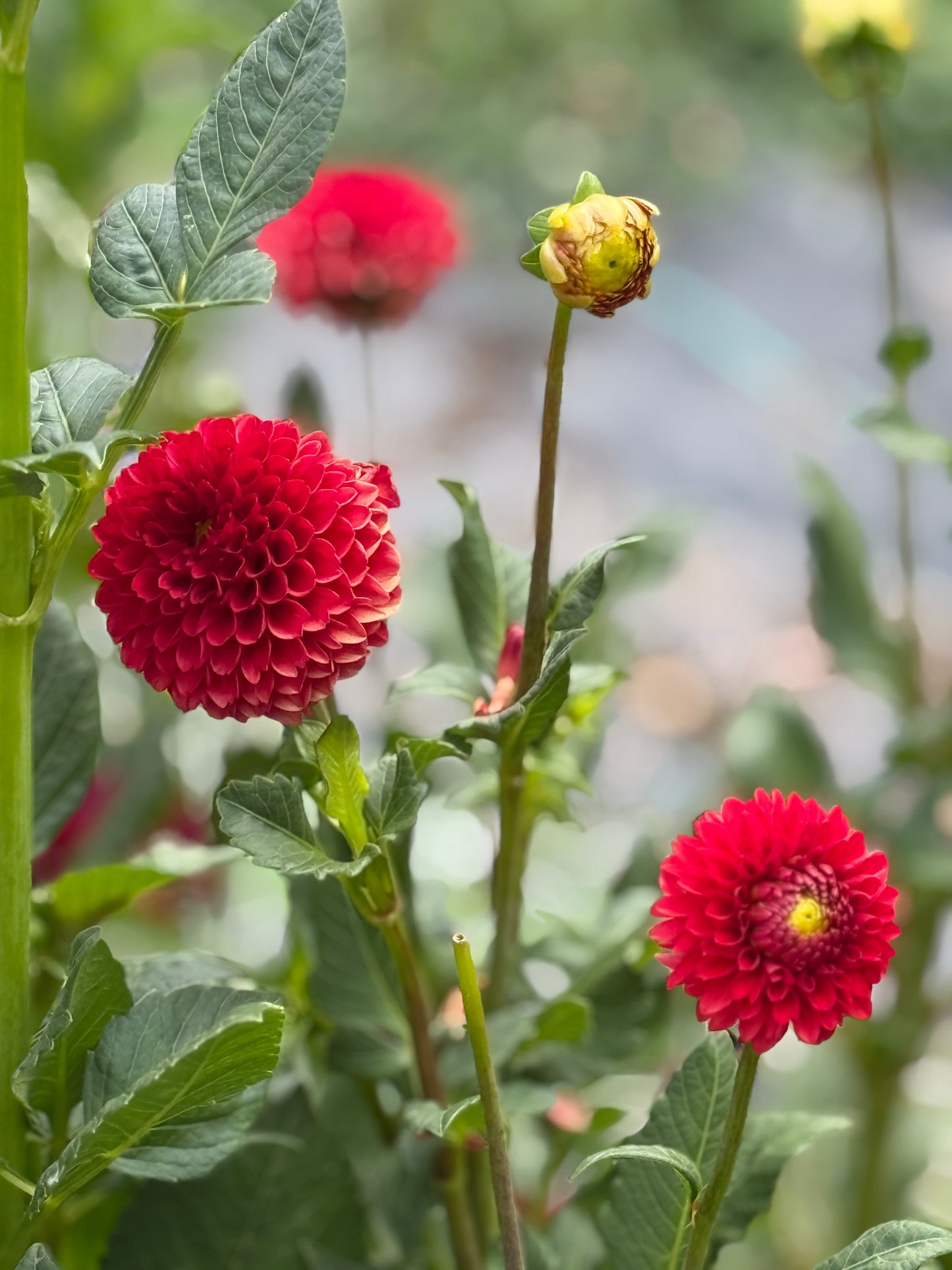 CHi NESE RED