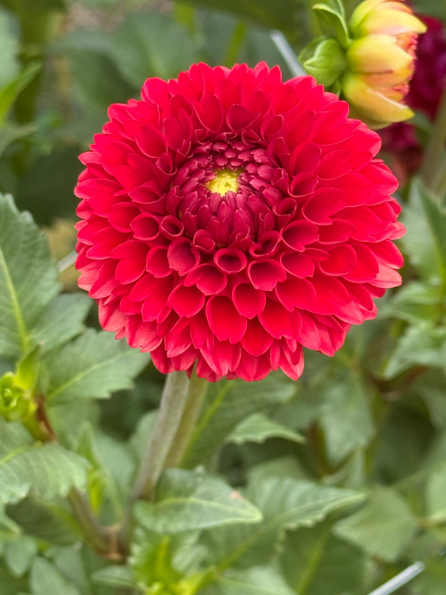 CHi NESE RED