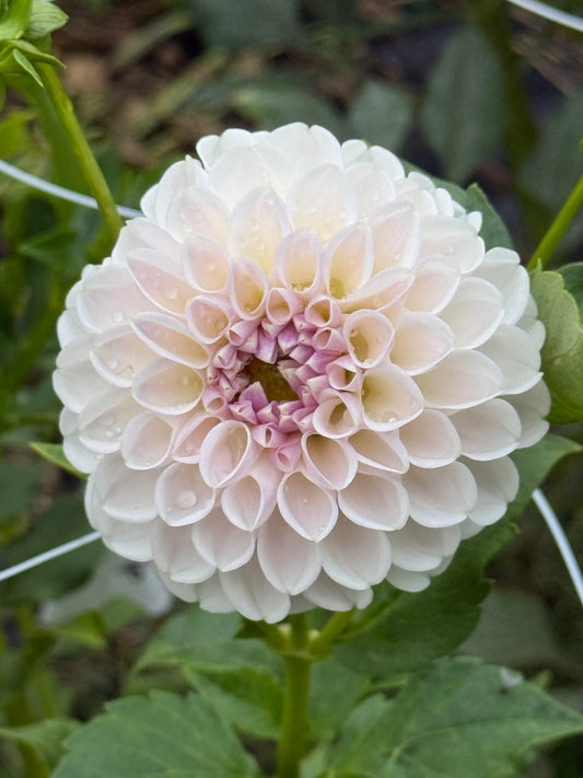 EDEN'S BLUSH ON