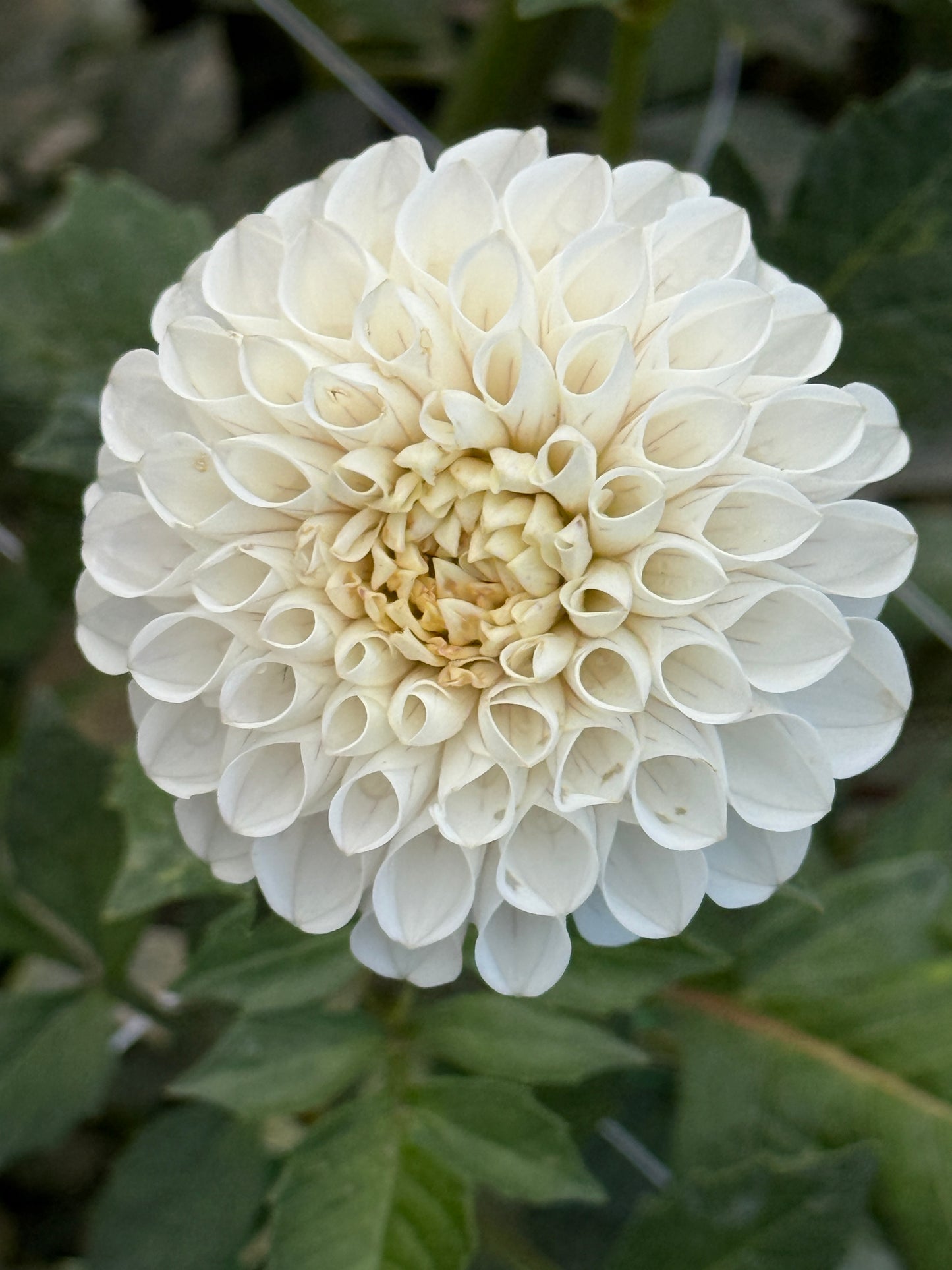 HOLLYHILL MISS WHITE