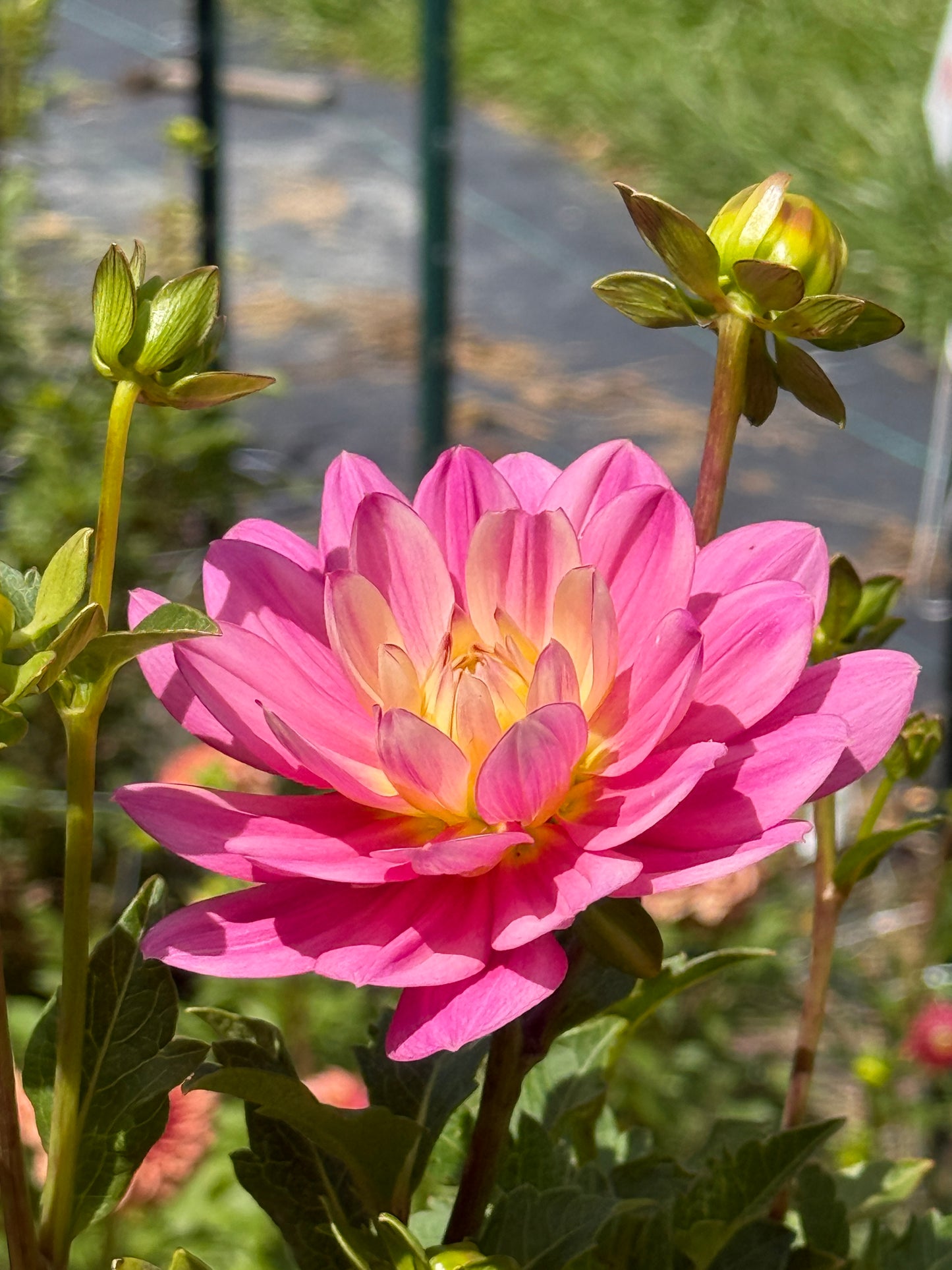 HOLLYHILL PINK MARTINI