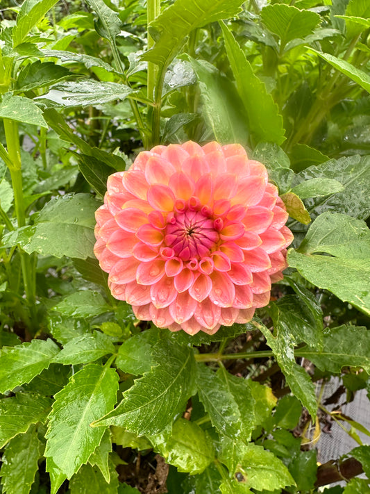20th Ave Softer Peach