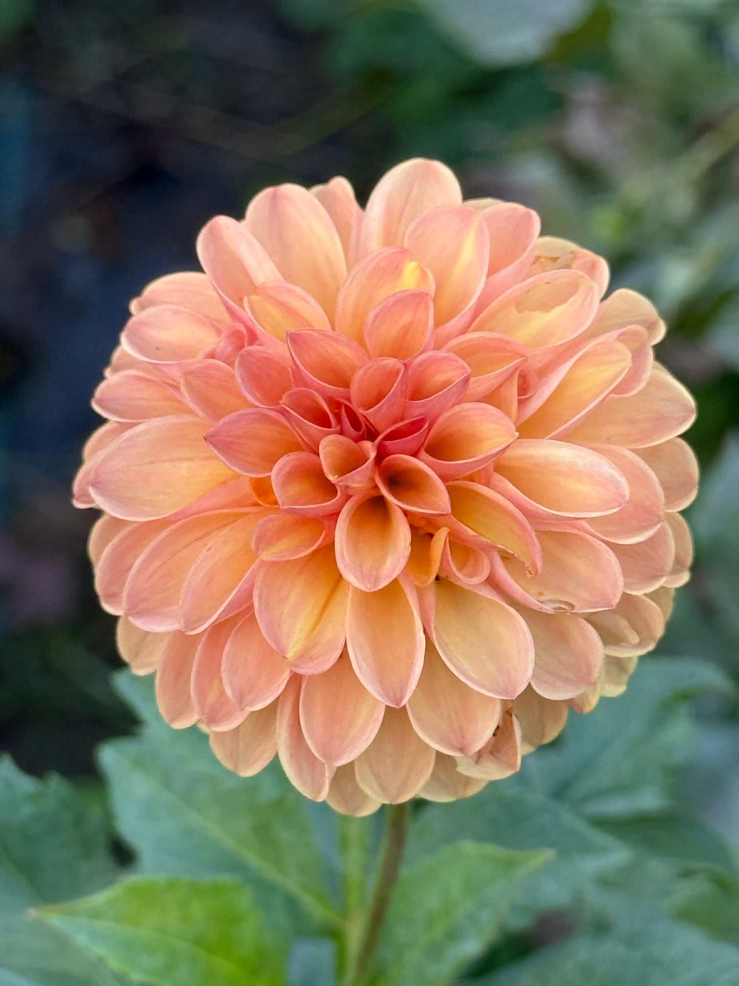 BRACKEN PALOMINO