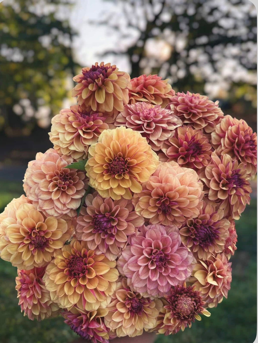 LEE'S GOLDEN RASPBERRY