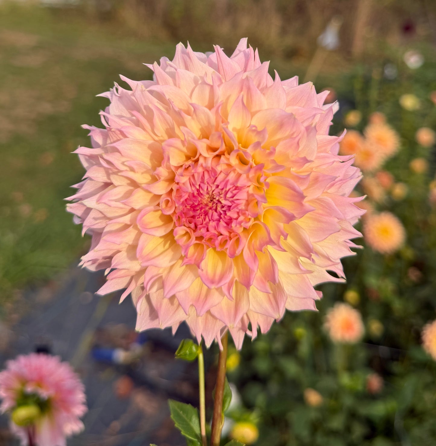 LEE'S PINK GRAPEFRUIT