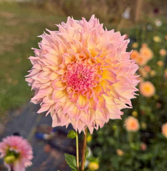 LEE'S PINK GRAPEFRUIT