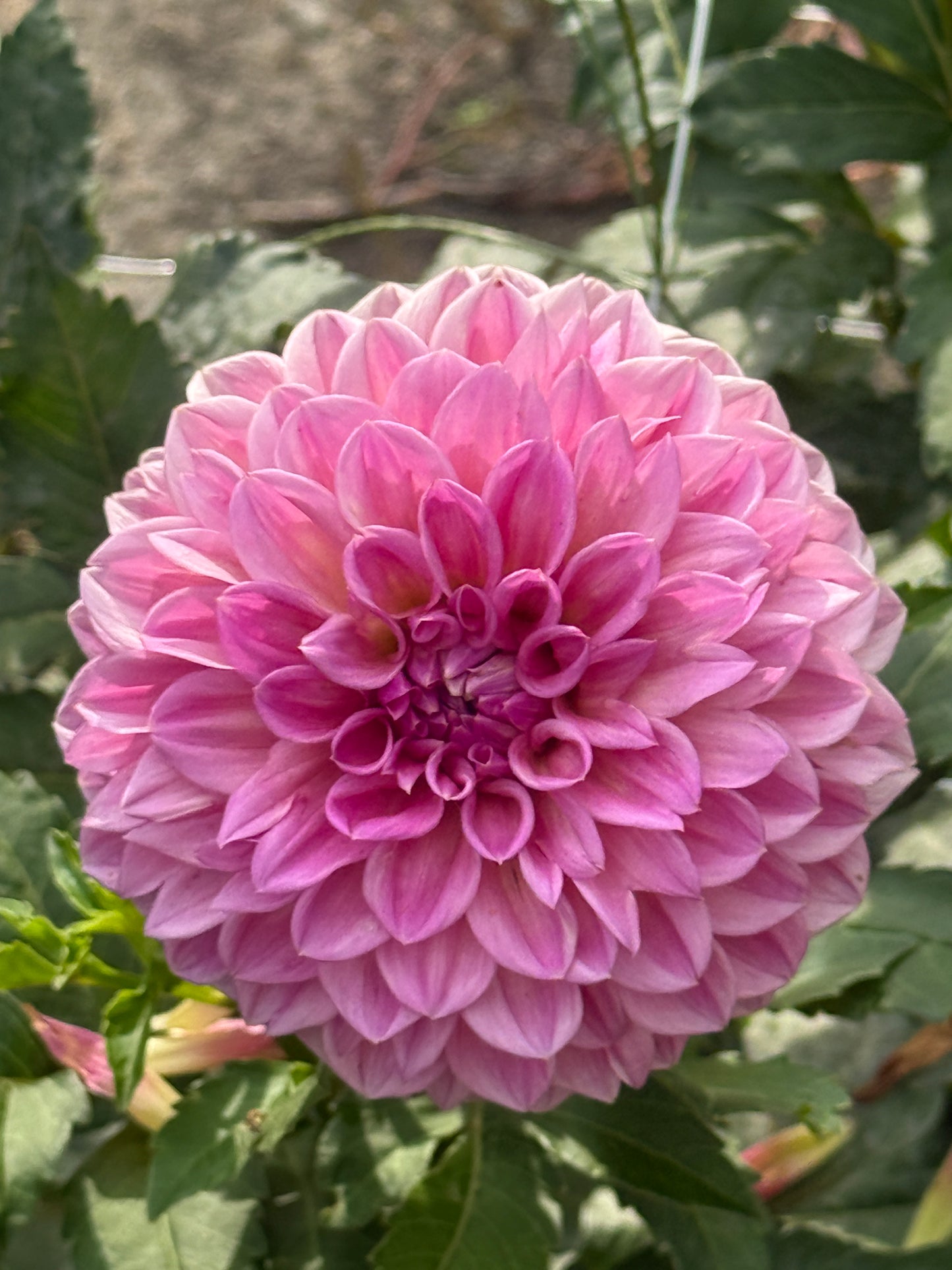 LEE'S MAUVA GUAVA