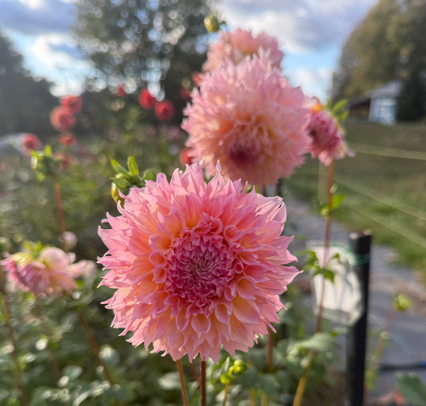 LEE'S PINK GRAPEFRUIT