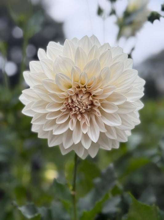 MARRYN'S MAMAWO & POPO