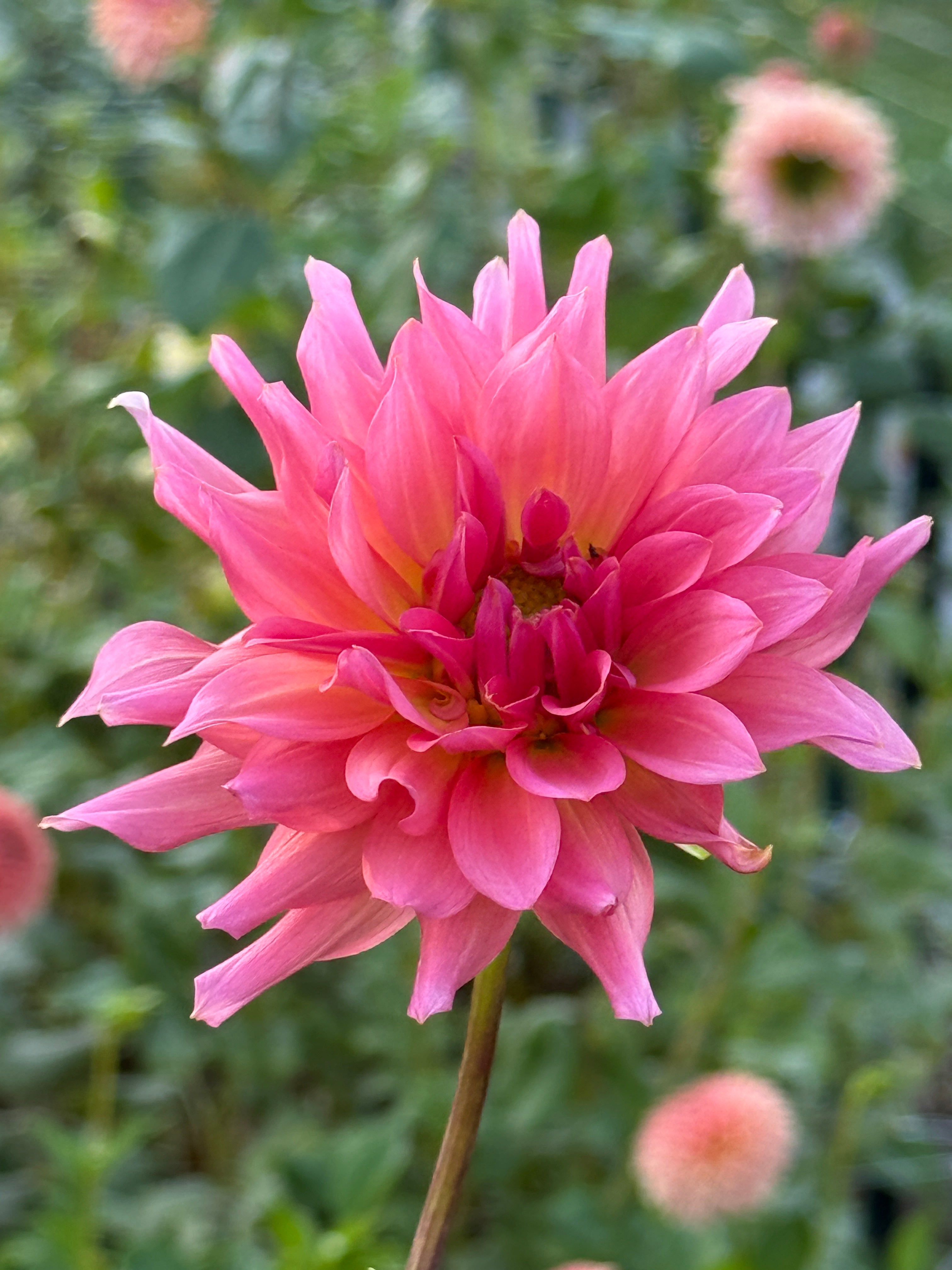 PINK BUBBLEGUM – Hoof 'n Garden Farm