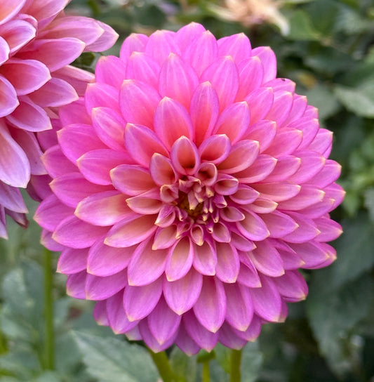 SKIPLEY SPOT OF GOLD