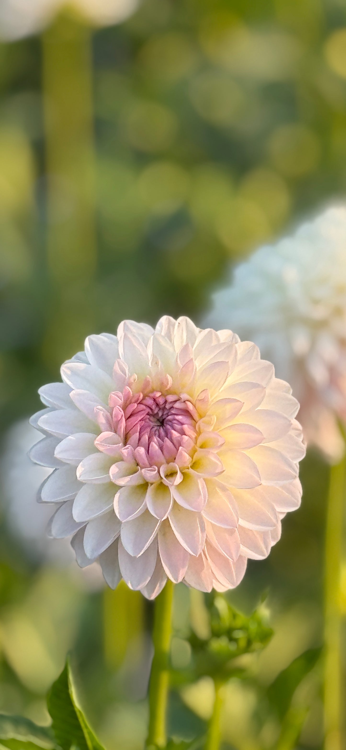 TAHOMA STELLAR FELLER