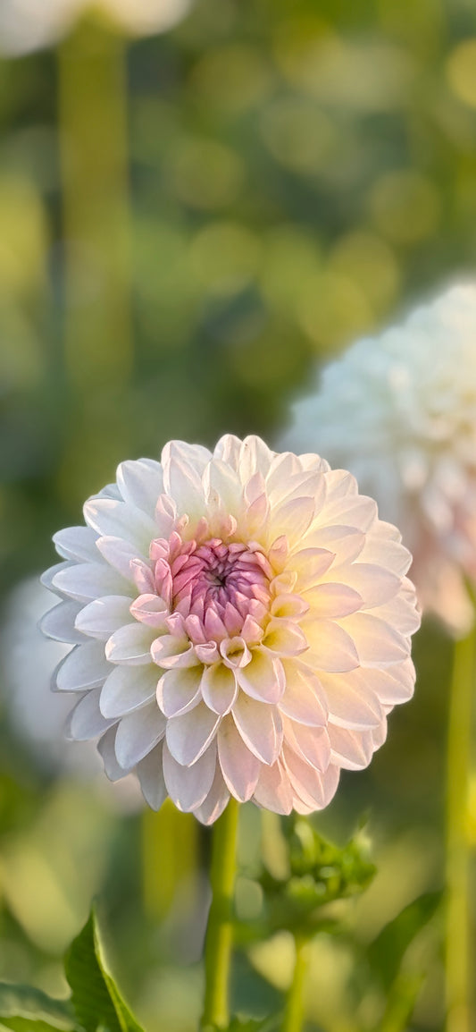 TAHOMA STELLAR FELLER